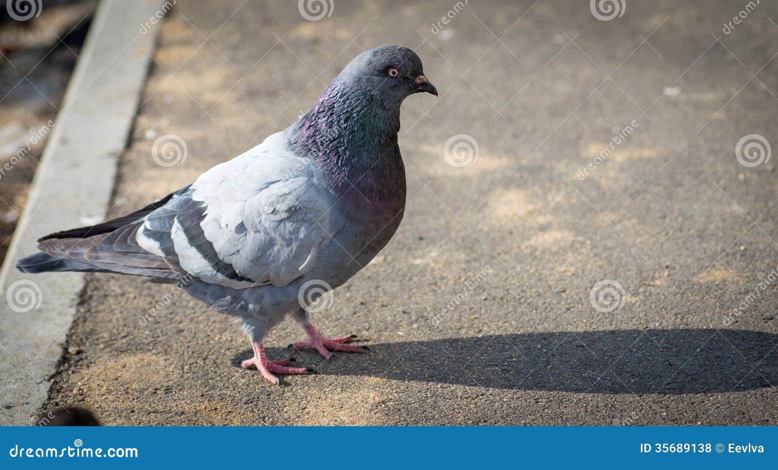 Urban pigeon. stock photo. Image of dove, life, bird 35689138