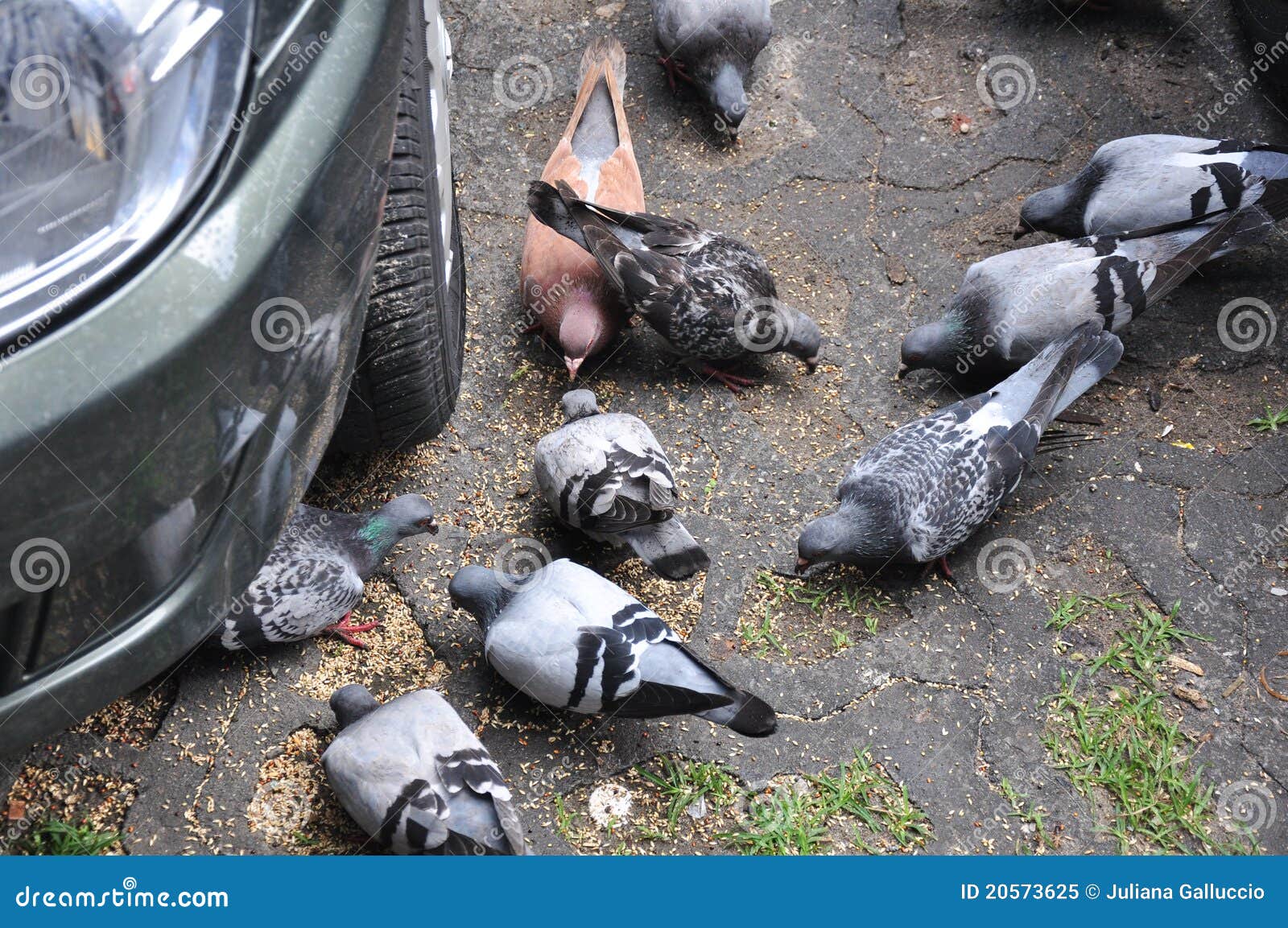 Urban pigeons feeding stock image. Image of meal, fauna Biology Diagrams