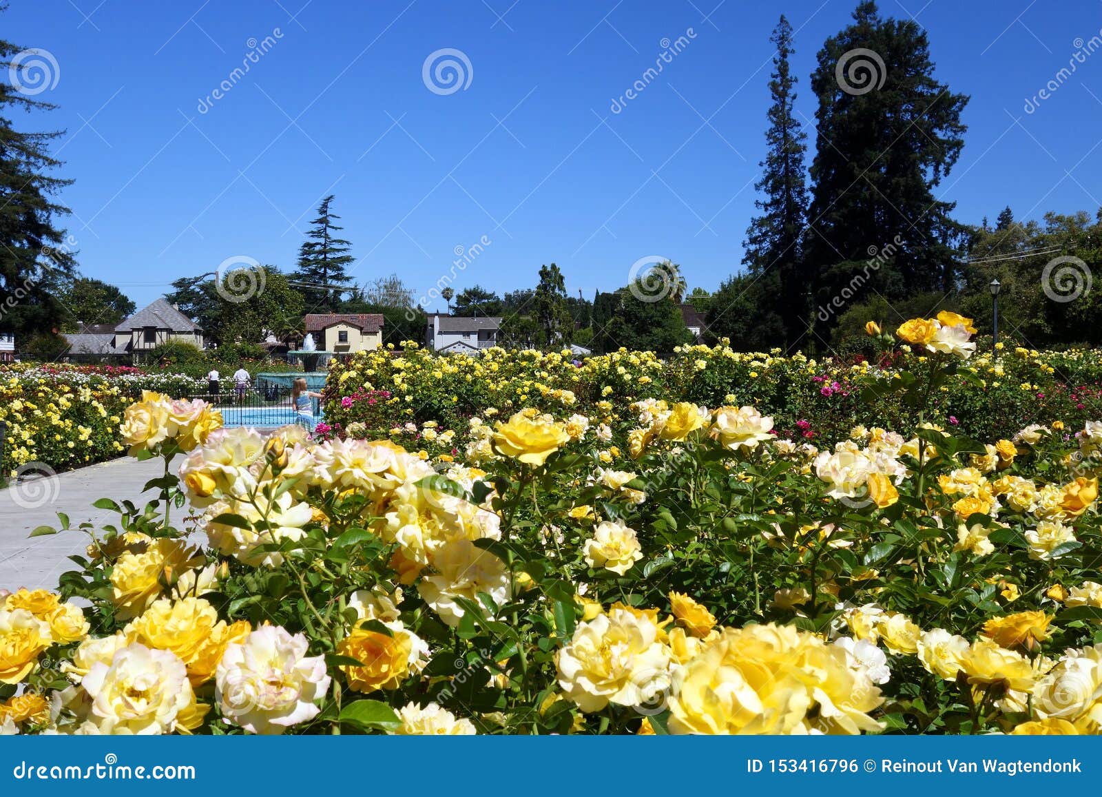 Urban Rose Garden San Jose Ca Editorial Photo Image Of Green