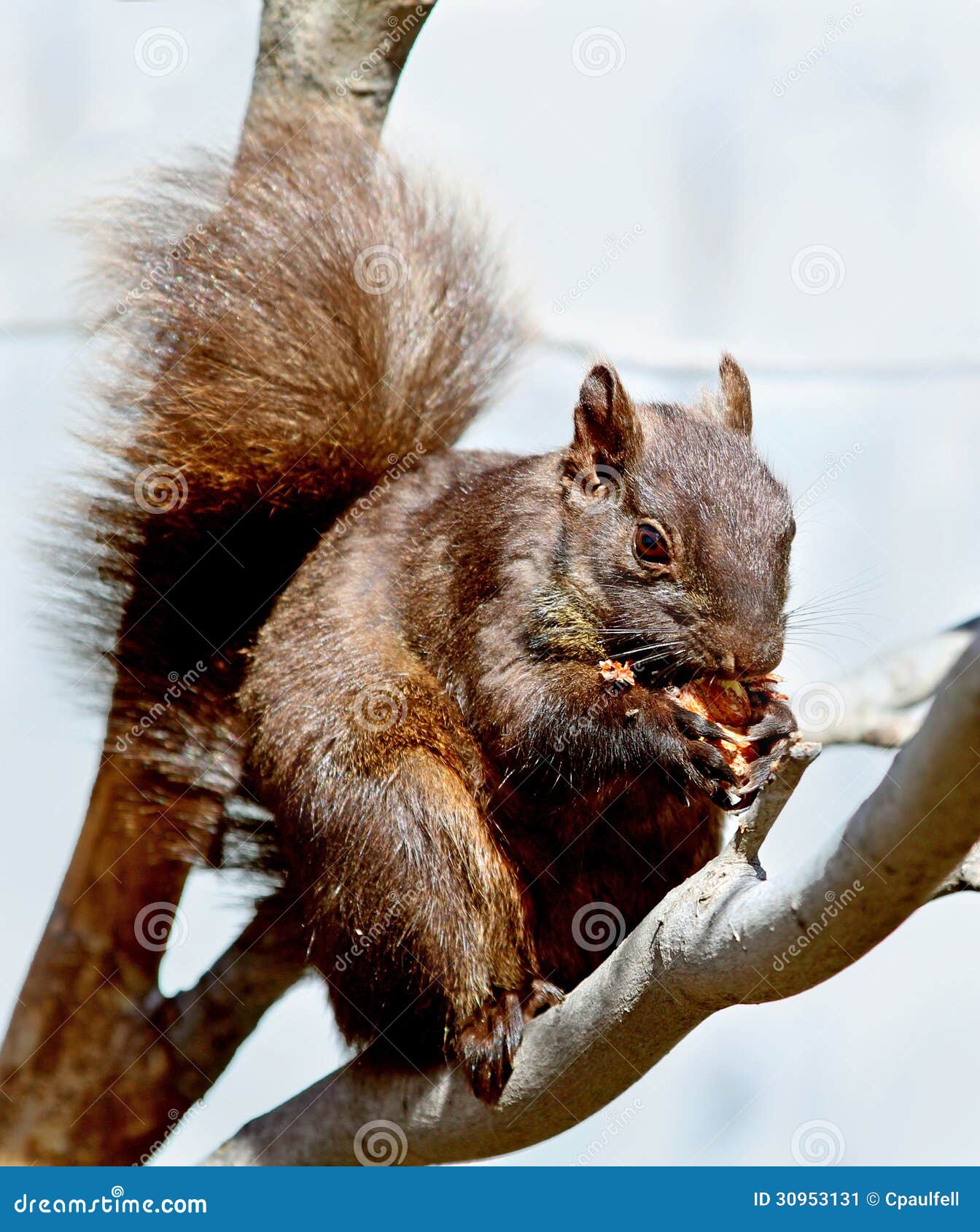 Urban Squirrel stock image. Image of pest, canada, acorn 30953131