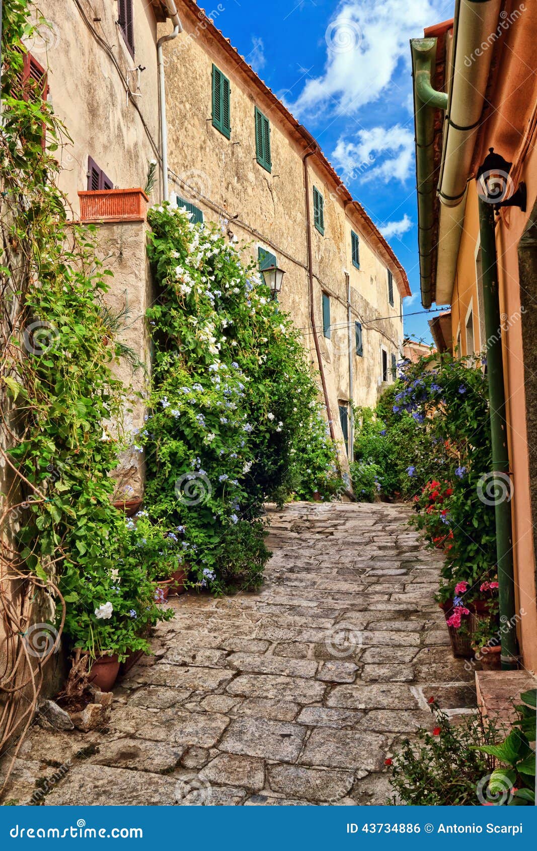 urban view in marciana - elba