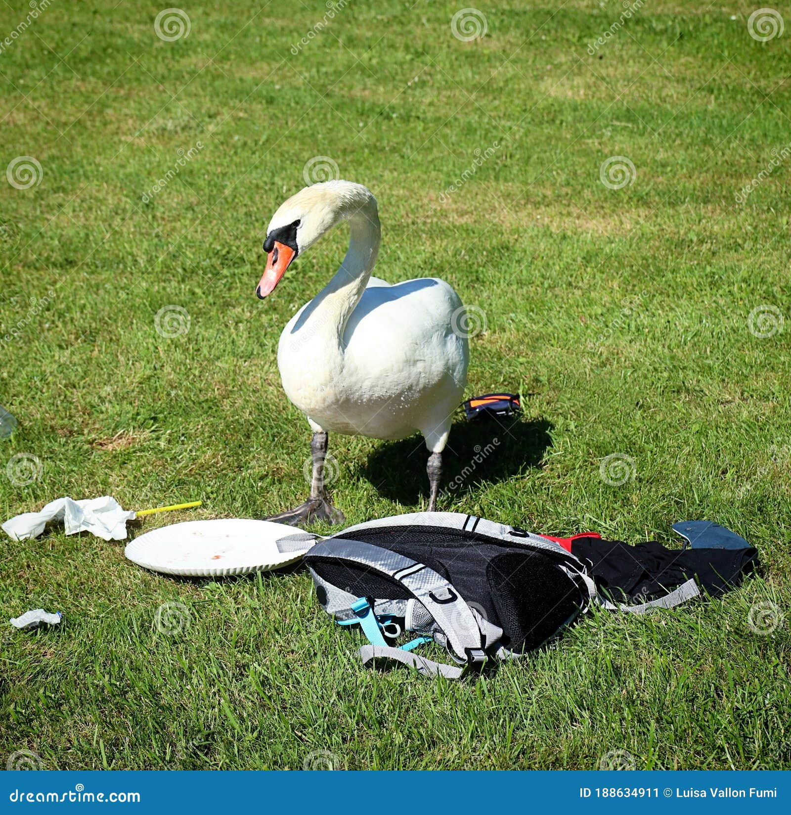 urbanized swan looks for food