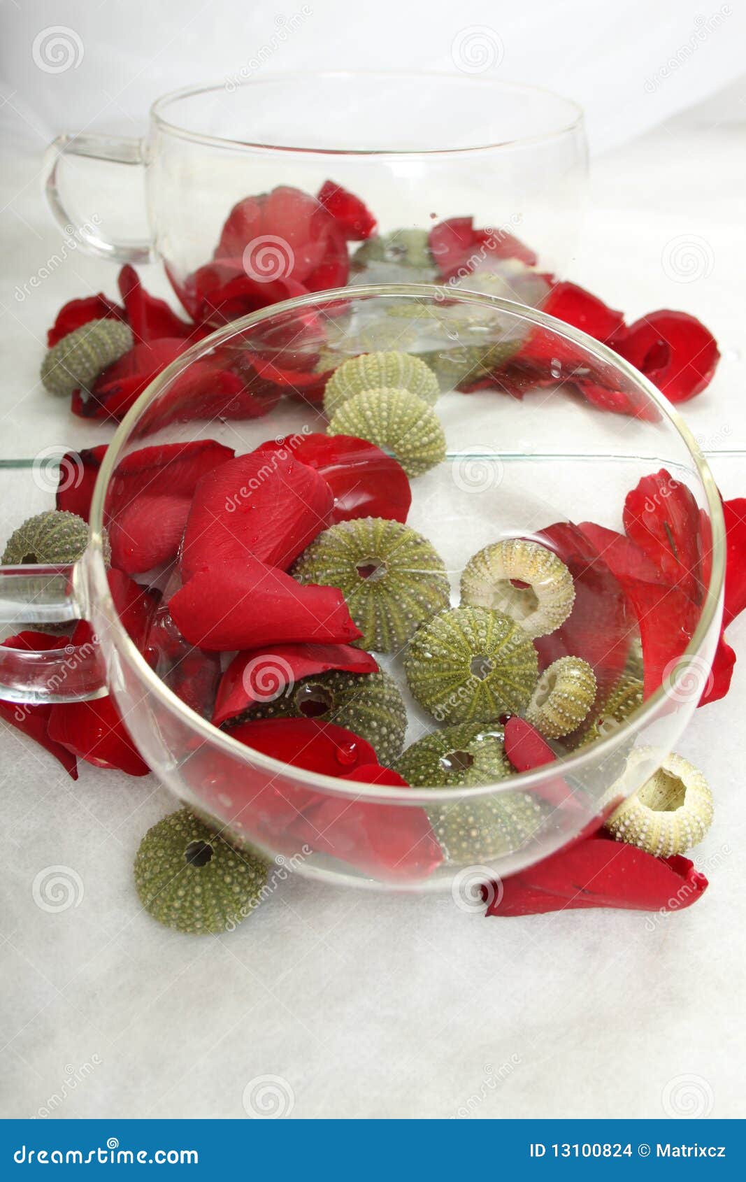 Urchin with rose petals stock photo. Image of glass, white 13100824
