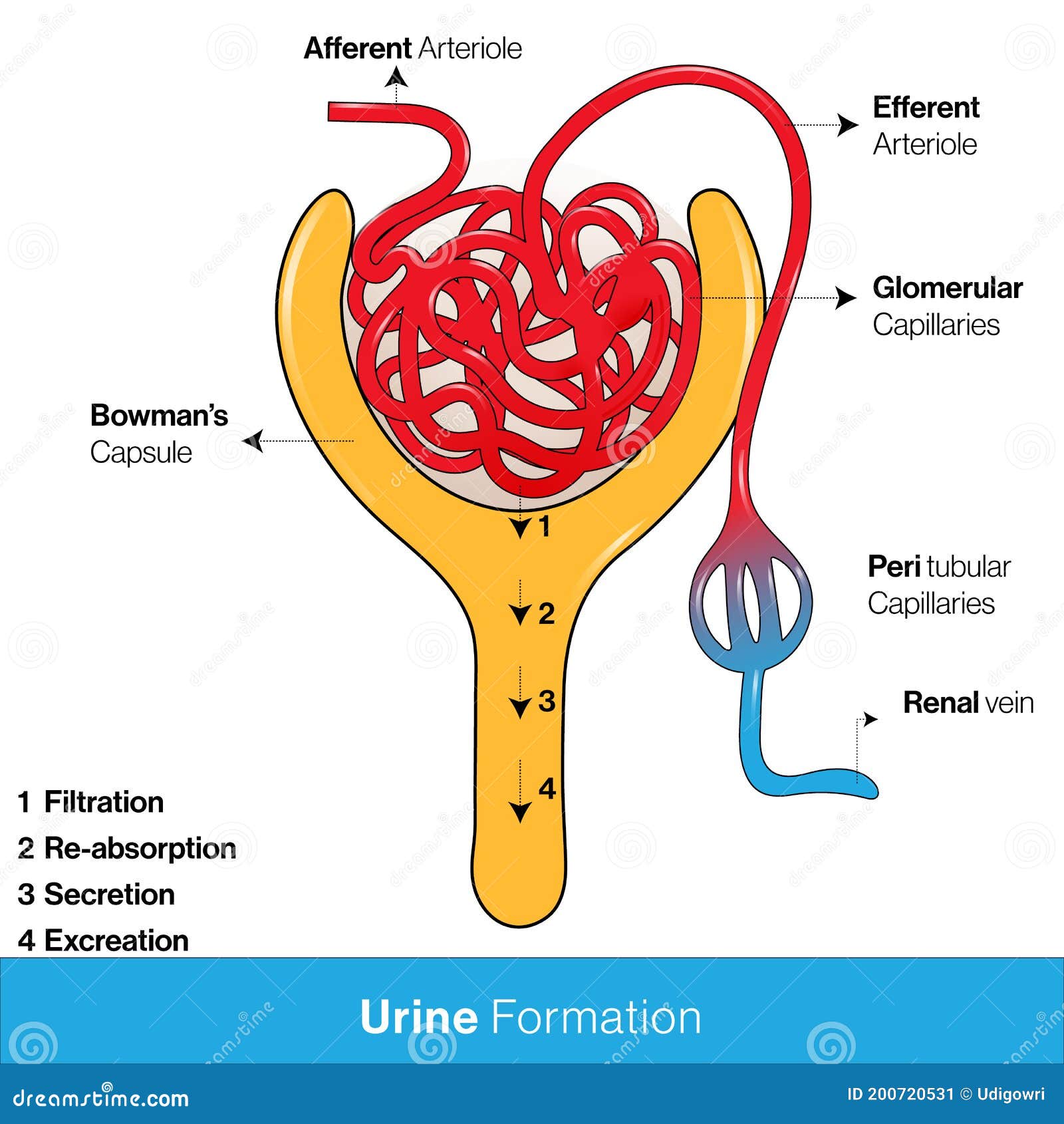 Structure Of A Nephron. Formation Of The Urine Vector Illustration