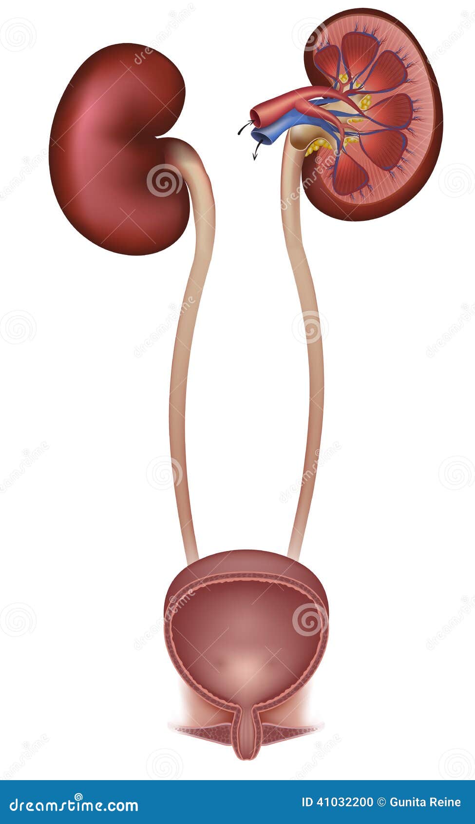 urinary bladder and kidneys