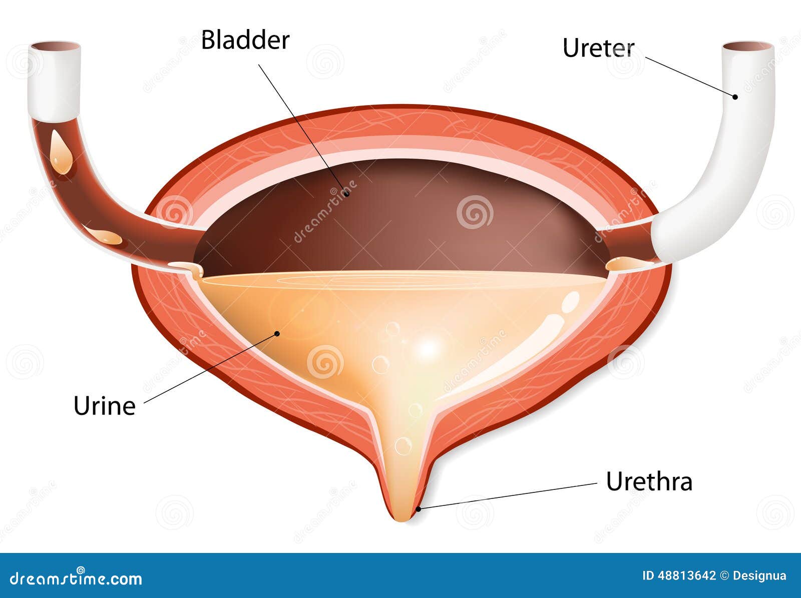 urinary bladder with urine