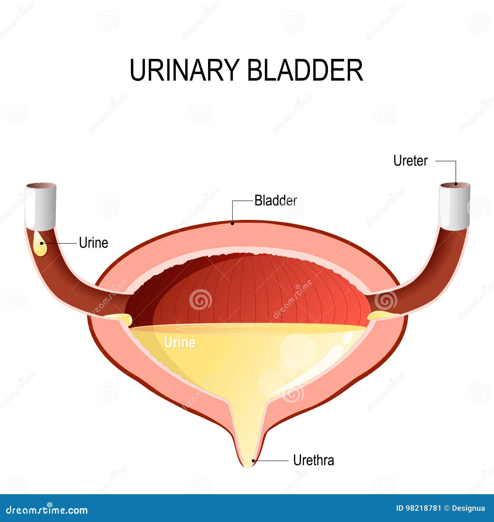 Urinary Bladder with Urine. Stock Vector Illustration of care, icon