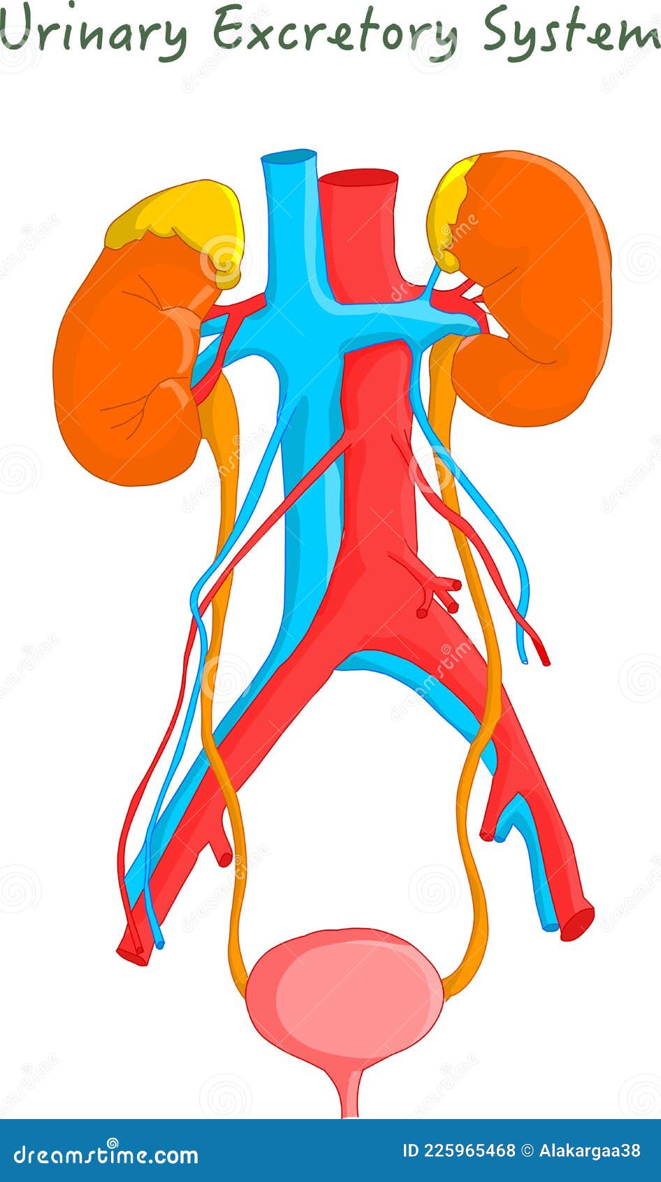 Slagter - Drawing Anatomy of the urinary system - no labels | AnatomyTOOL