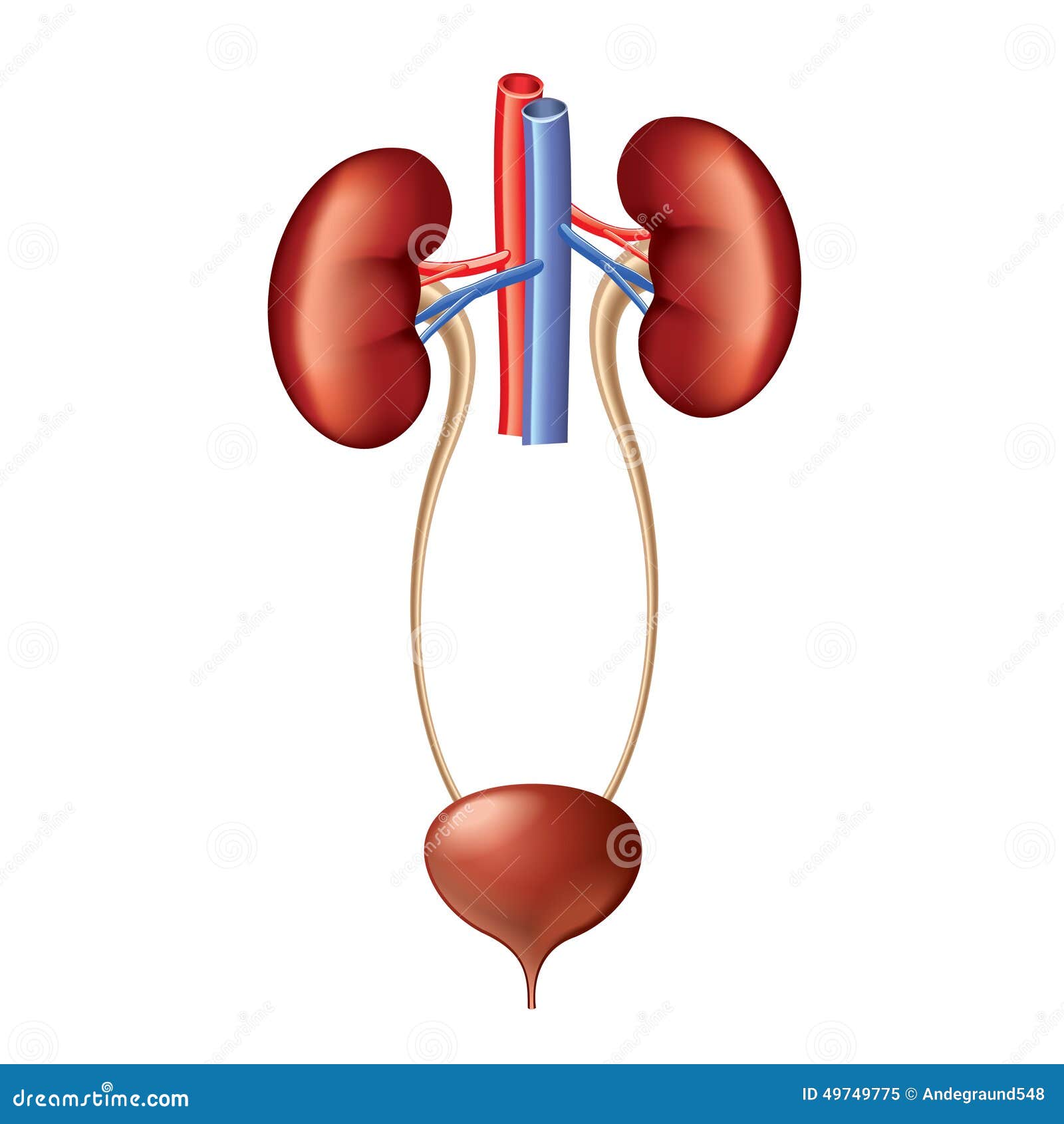 Urinary System Anatomy Isolated on White Vector Stock Vector Biology Diagrams