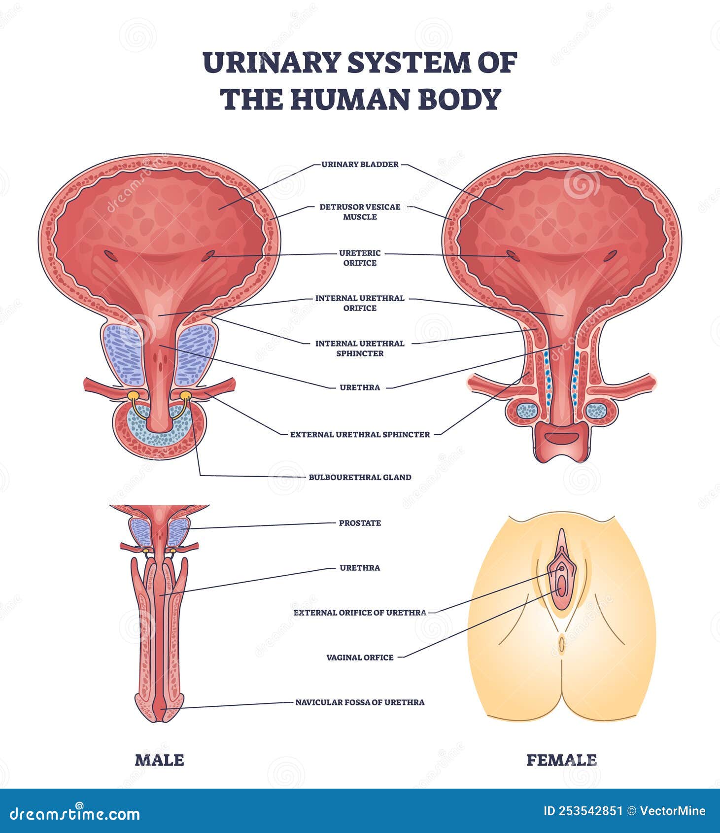 STRUCTURE OF THE HUMAN URINARY SYSTEM visual data 8