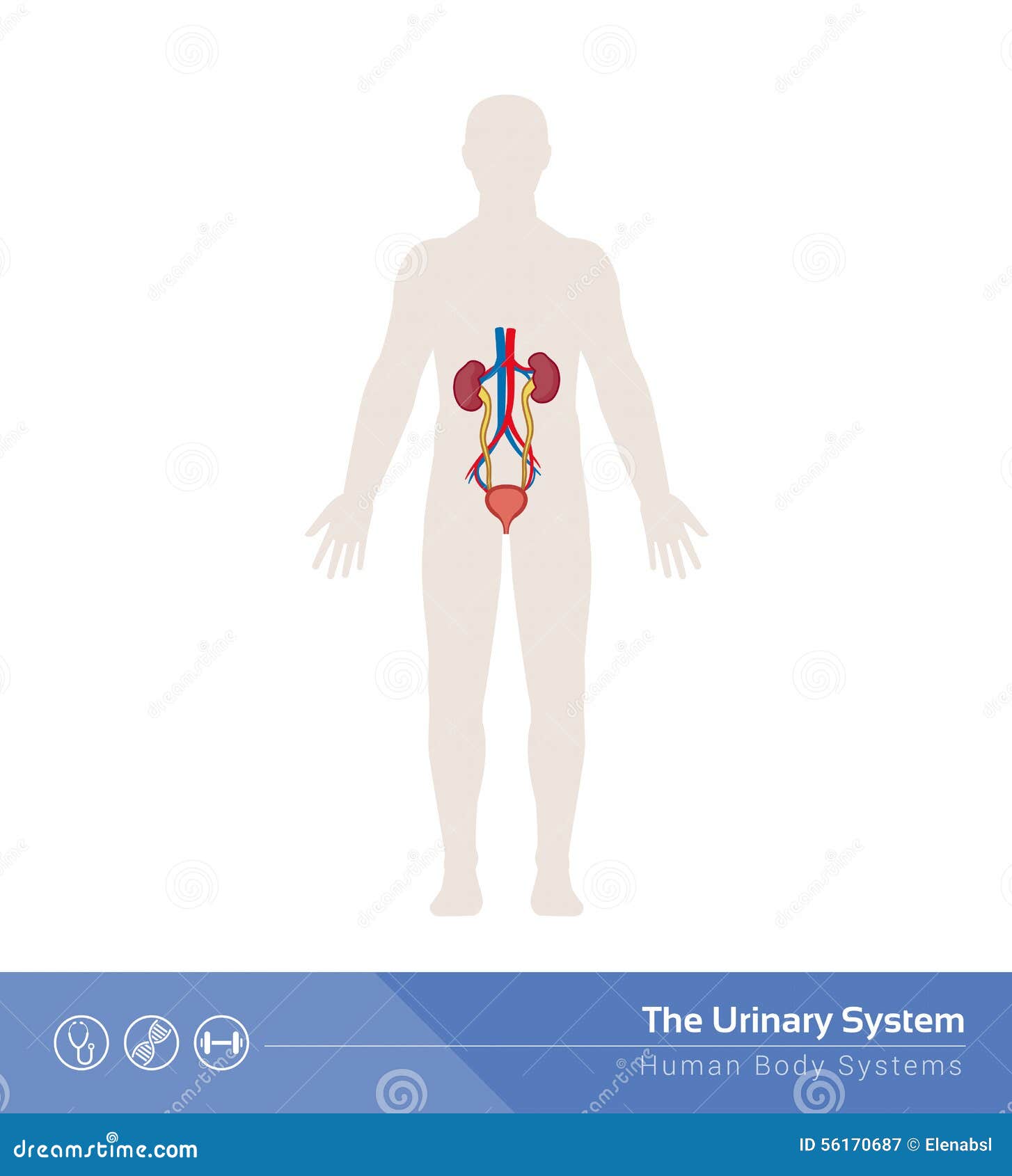 URINARY SYSTEM STRUCTURE DIAGRAM visual data 8