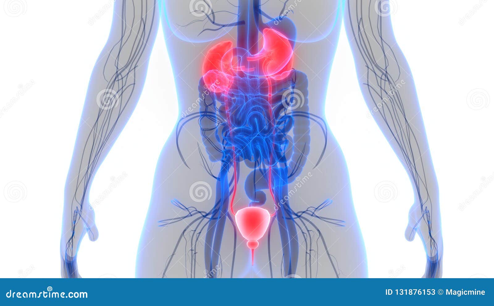 Urine Het Systeemnieren Van Menselijk Lichaamsorganen Met Blaasanatomie Stock Illustratie