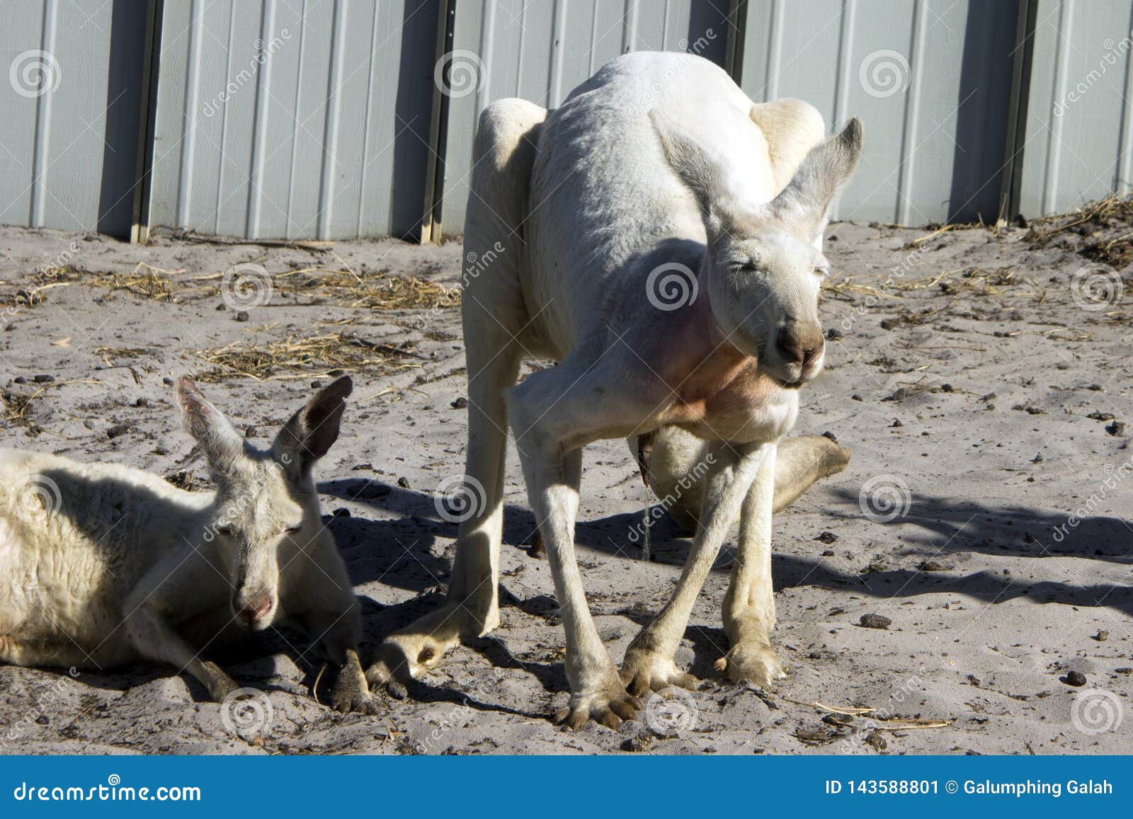Urinierender weißer Känguru, Albanien, WA, Australien. Urinierender weißer Känguru, Albanien, West-Australien, Australien