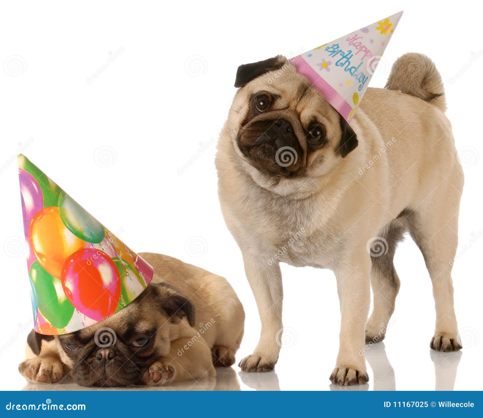 Urodziny Być Prześladowanym Dwa Obraz Stock Obraz złożonej z mops