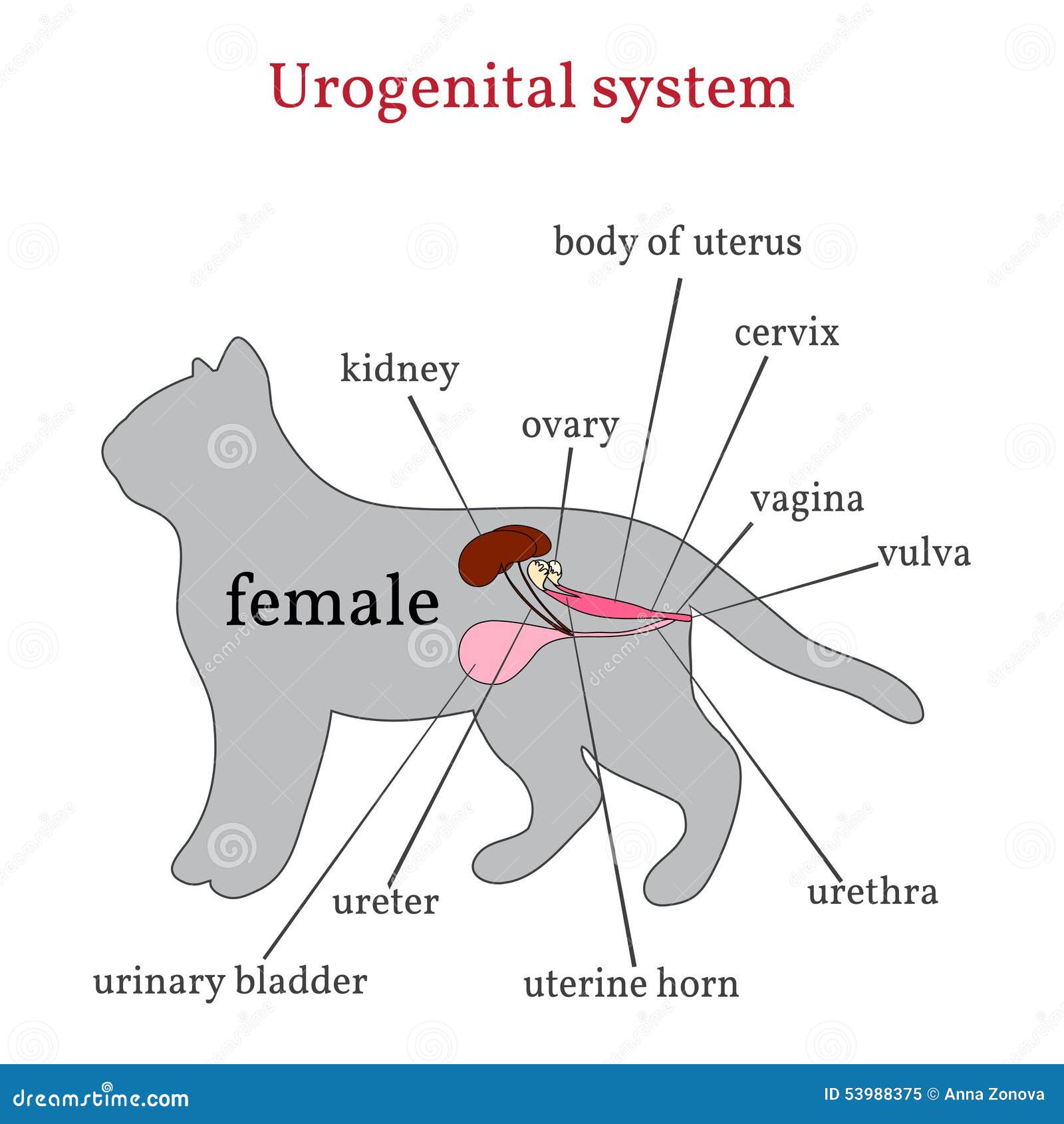 Anatomy Of A Female Cat Anatomy Diagram Book Porn Sex Picture Hot Sex Picture