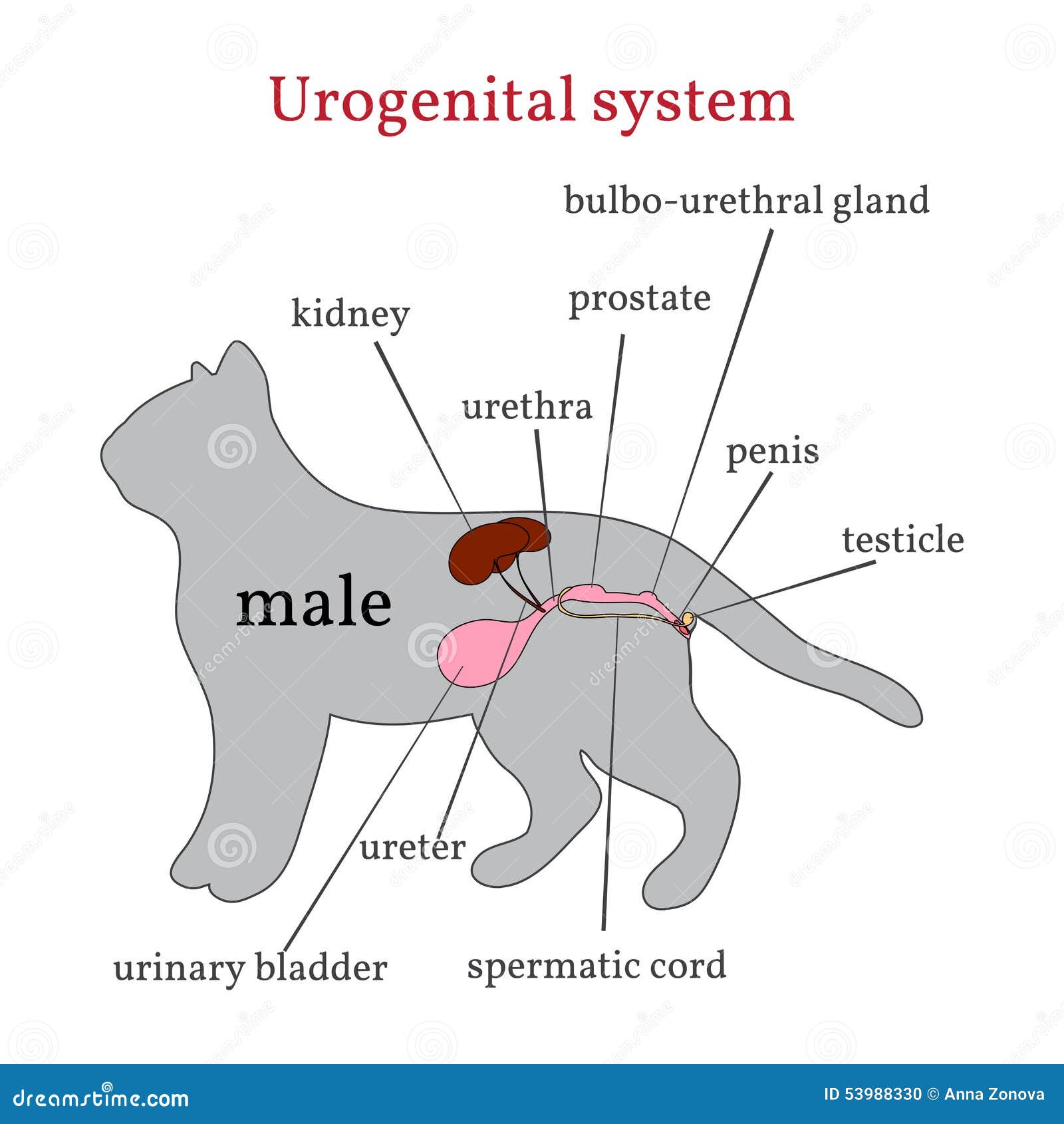 where is the prostate located on a male dog