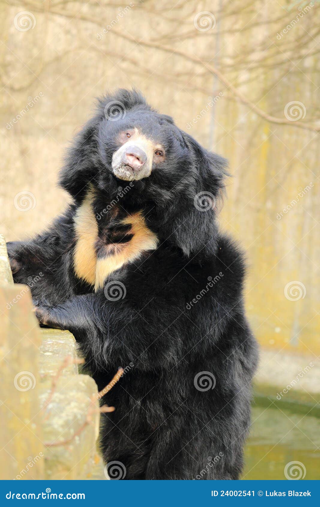 Urso da preguiça. O urso de preguiça que inclina-se na rocha.