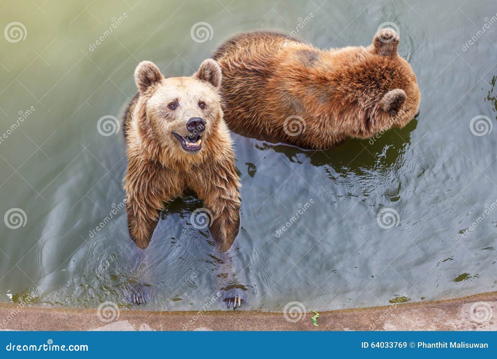 Urso de Brown na água