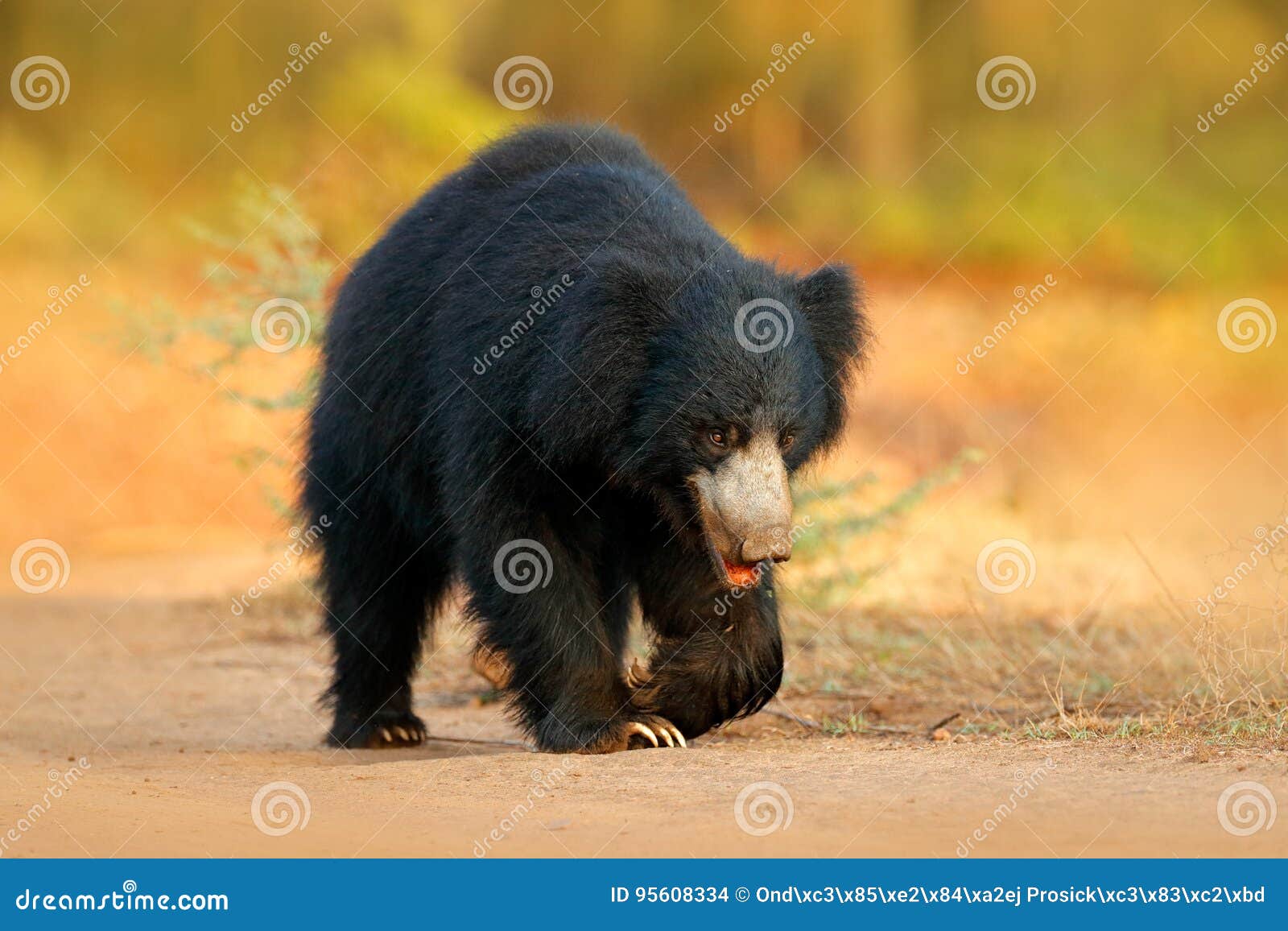 Urso De Pregui A Ursinus Do Melursus Parque Nacional De Ranthambore