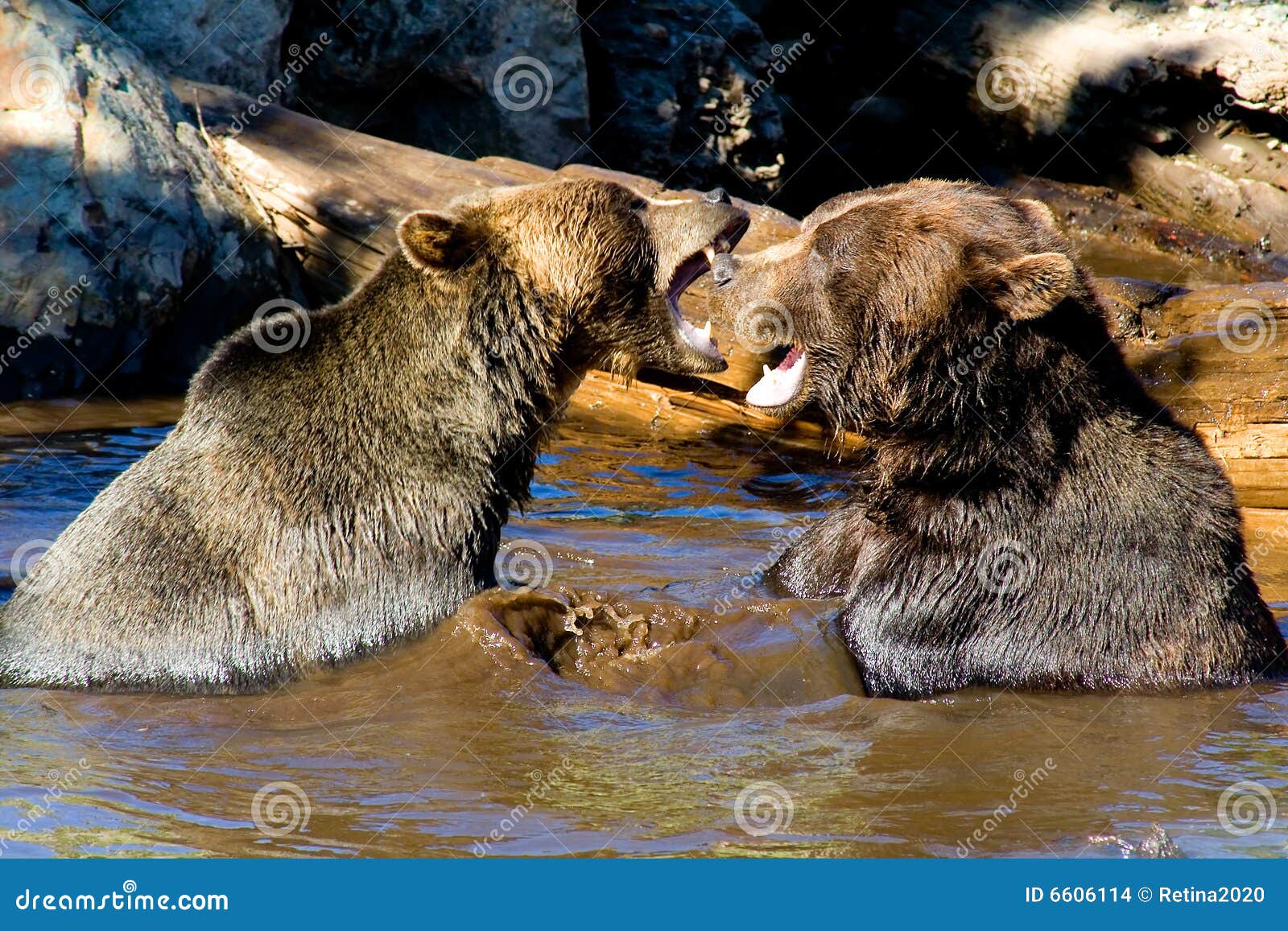 Ursos-pardos a lutar foto de stock. Imagem de grizzle - 6606114, image size:1600x1157