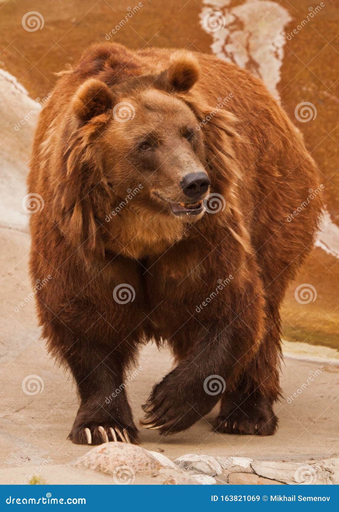 O Grande Urso' é exibido de graça em Águas de Lindoia - Rota das Águas