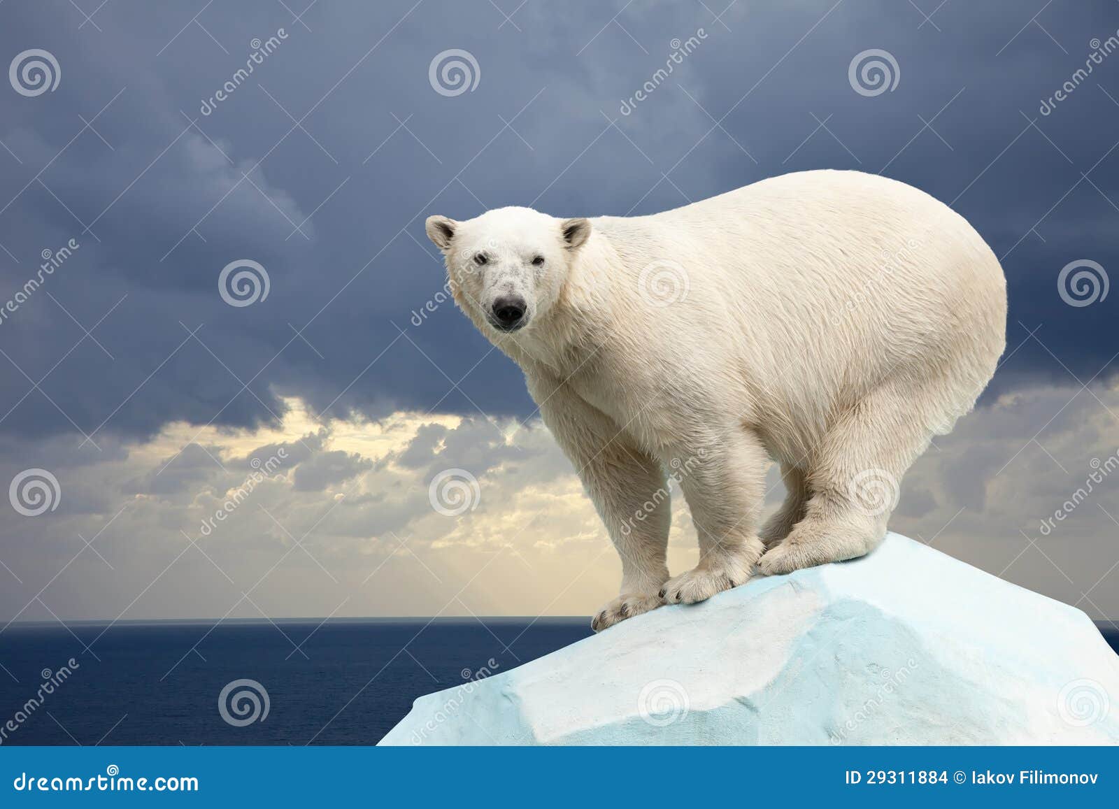 Urso polar contra a paisagem do mar. Urso polar na área do wildness contra a paisagem do mar