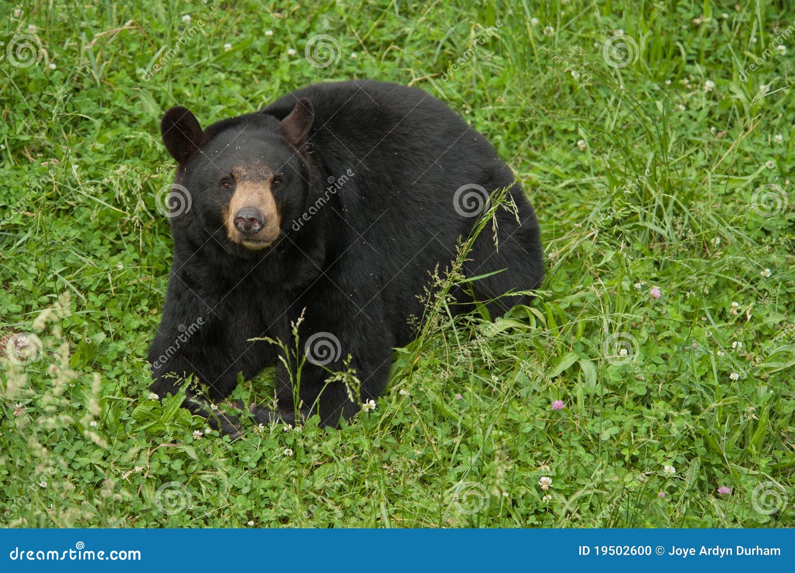 Urso preto (Ursus americano). Urso preto norte-americano (Ursus americano) em um prado com grama verde toda ao redor.