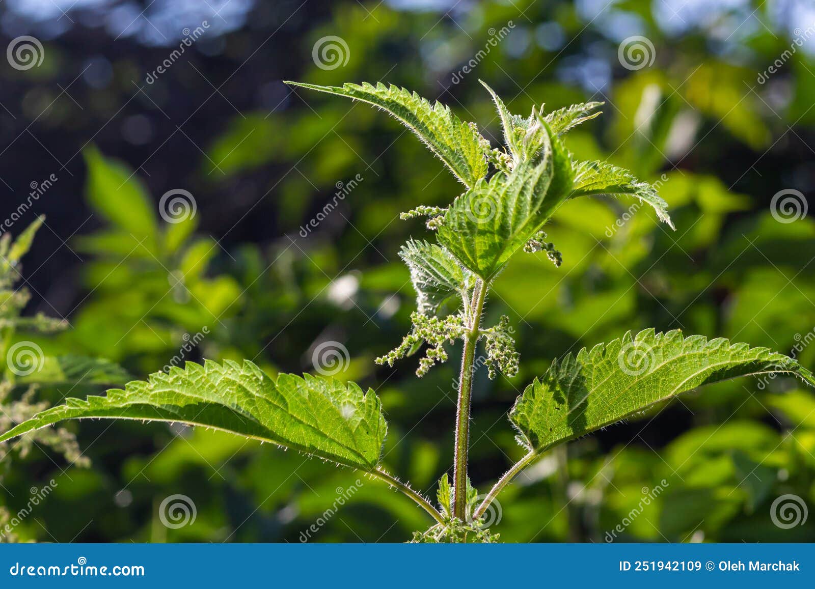 Urtica Dioica, Often Called Common Nettle, or Stinging Nettle, or