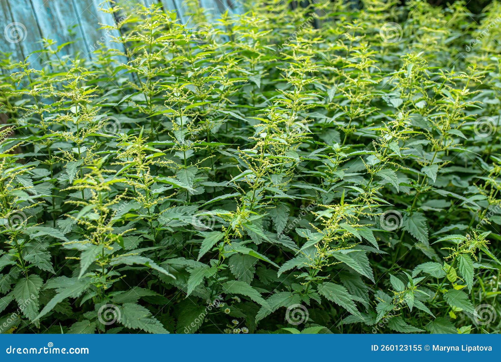 Urtica Dioica, Often Called Common Nettle, or Stinging Nettle, or Nettle Leaf. Nettle Flowers