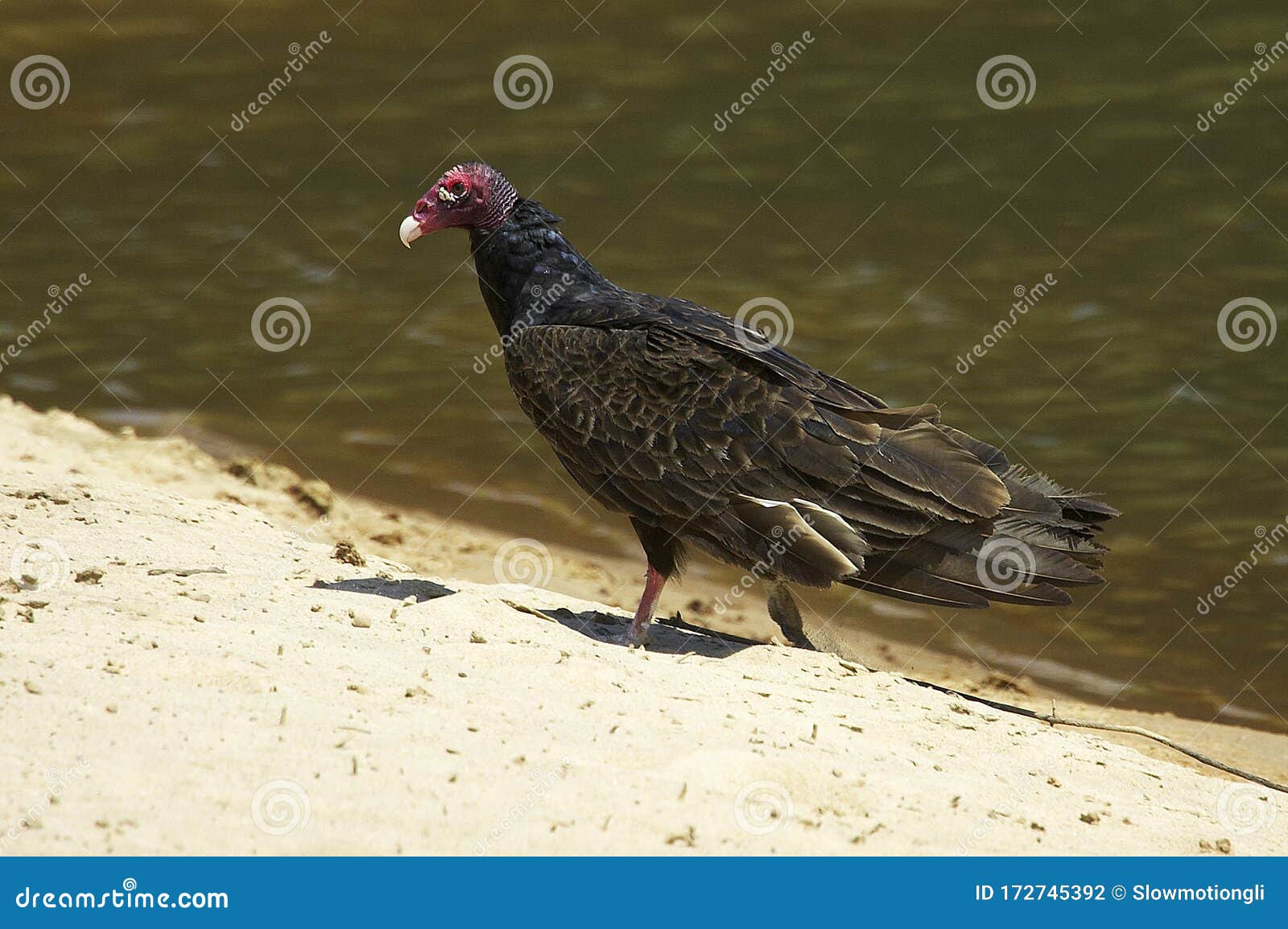 URUBU a TETE ROUGE Cathartes Aura Ruficollis Stock Photo - Image of ...