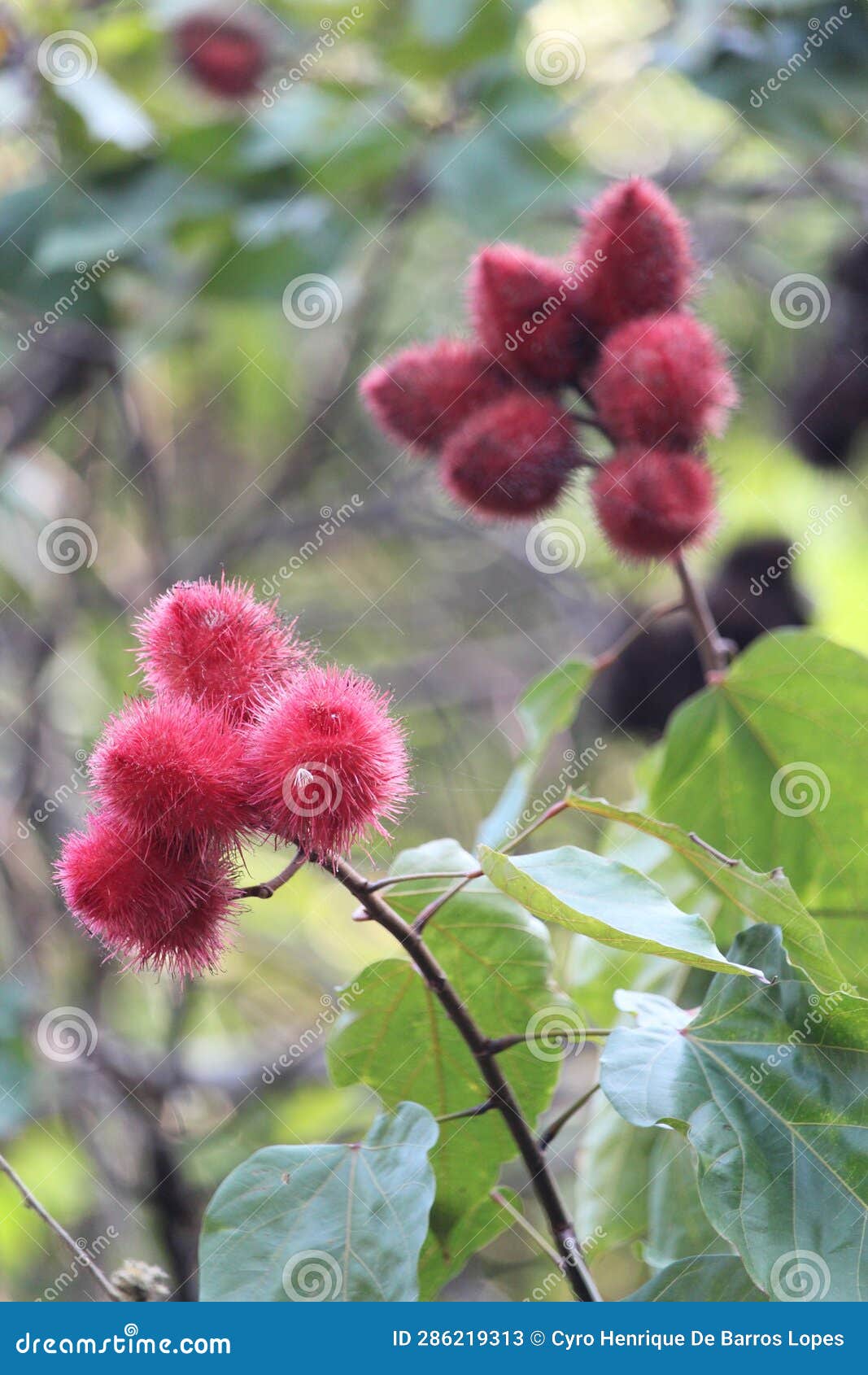 urucum background details photo, urucuzeiro, achiote, bixa orellana , brazilian species, amazon species