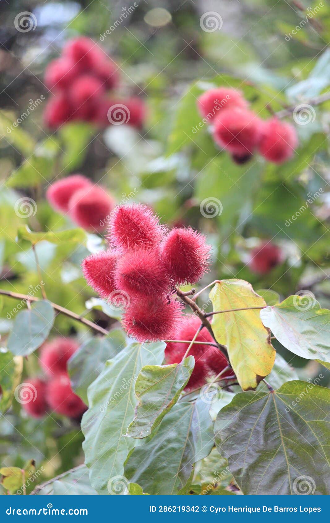 urucum background details photo, urucuzeiro, achiote, bixa orellana , brazilian species, amazon species