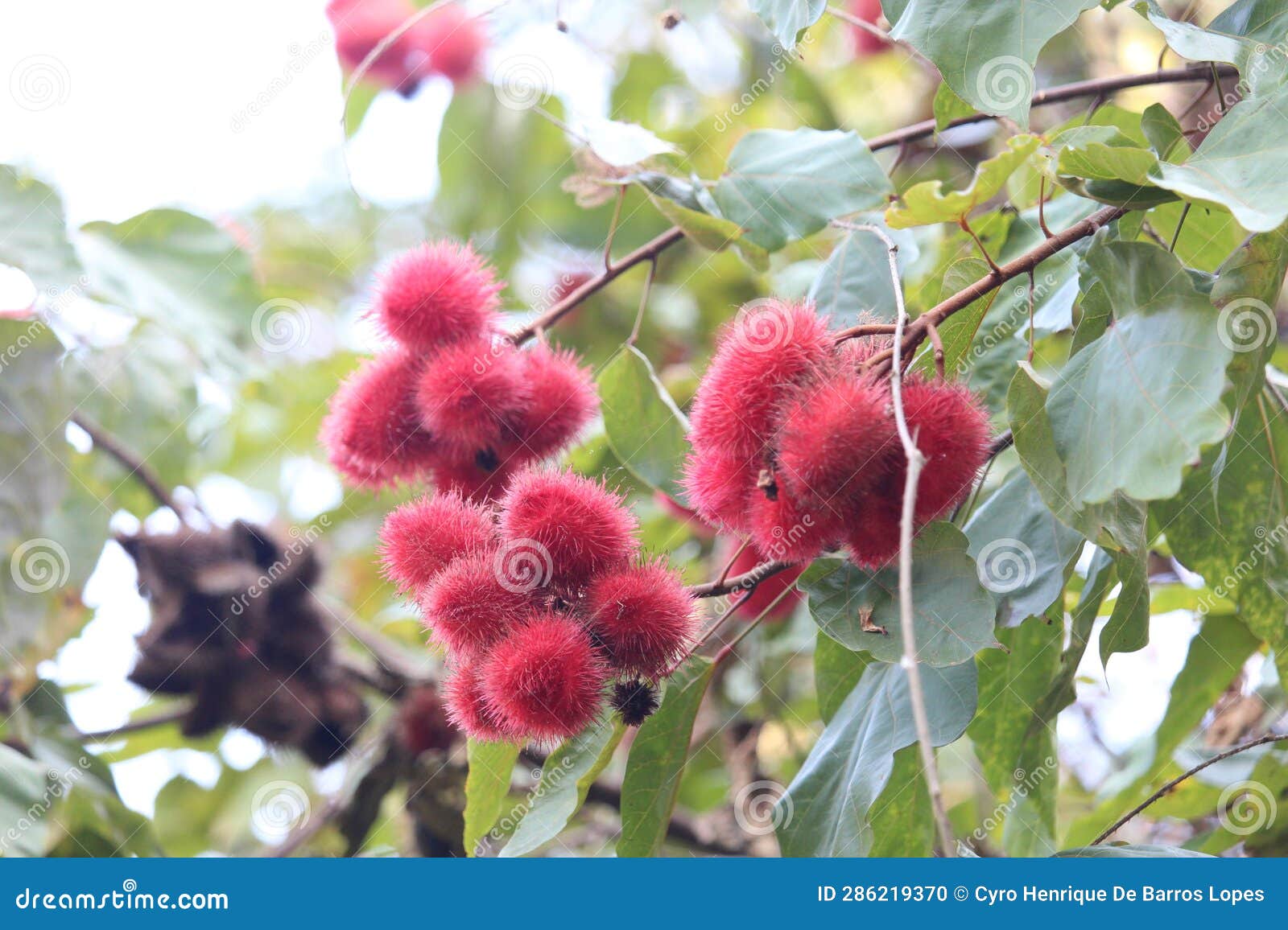 urucum background photo, urucuzeiro, achiote, bixa orellana , brazilian species, amazon species