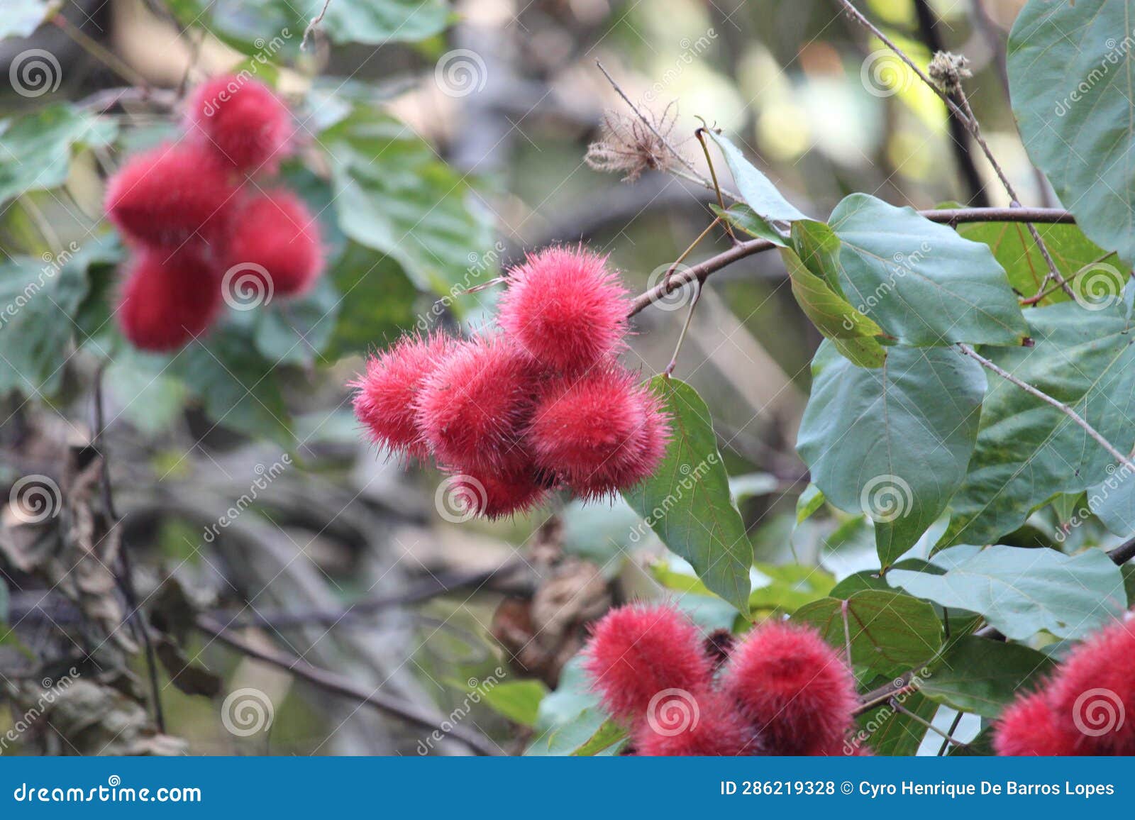 urucum background details photo, urucuzeiro, achiote, bixa orellana , brazilian species, amazon species