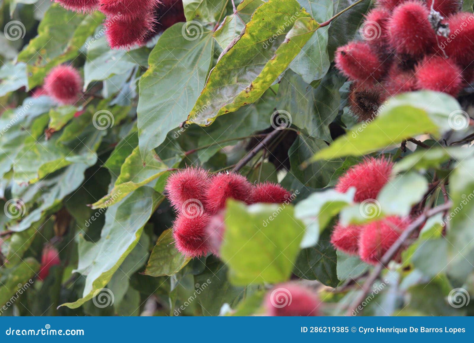 urucum background photo, urucuzeiro, achiote, bixa orellana , brazilian species, amazon species