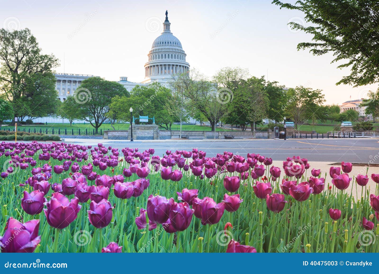 US Capitol and Purple Tulips Washington DC Stock Image Image of