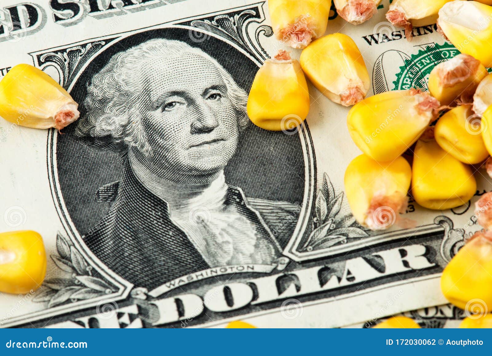 US Dollar Banknotes Covered with Corn. Corn Price Stock Photo Image