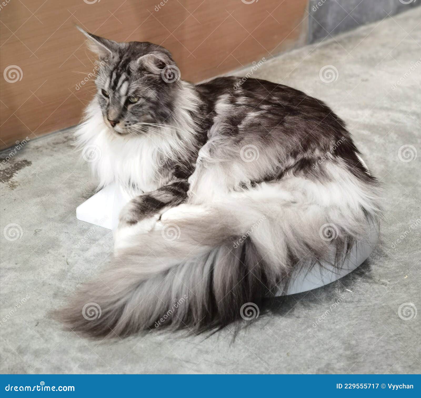 US Maine Coon Cats Large Domestic Cat Breed Exotic Longhair Dog-like Kitty  Kitties Tiger Kitten Meow Pet Big Pets Grooming Showcat Stock Image - Image  of curls, catwalk: 229555717