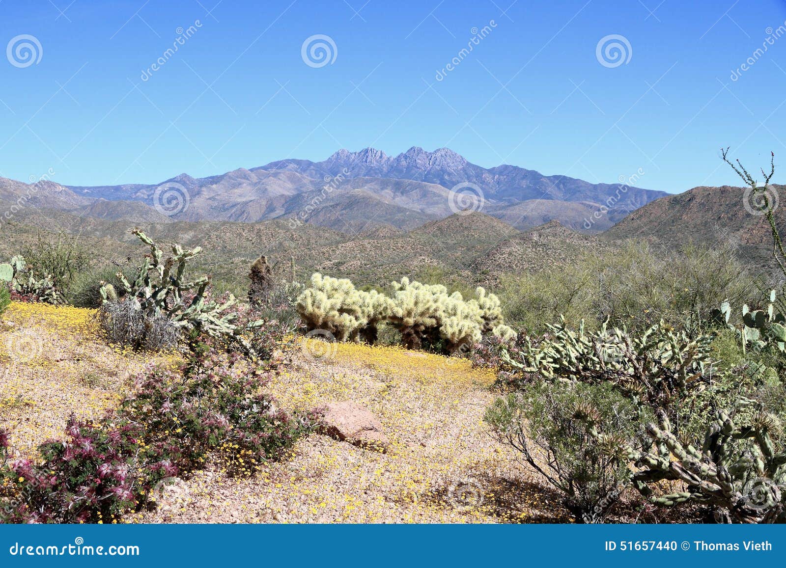 arizona, sonoran desert: spring flowers at the foothills of four peaks