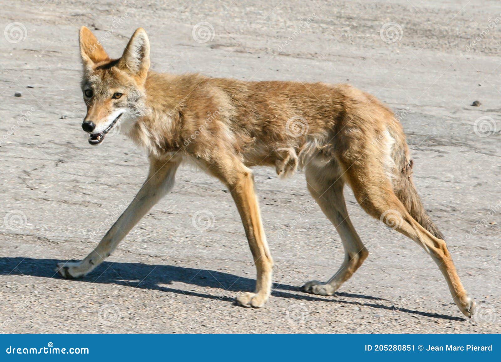 USA, California, National Park, Coyote in Death Valley, Homeland of the  Timbisha Shoshone Tribe Stock Image - Image of shoshone, tribe: 205280851