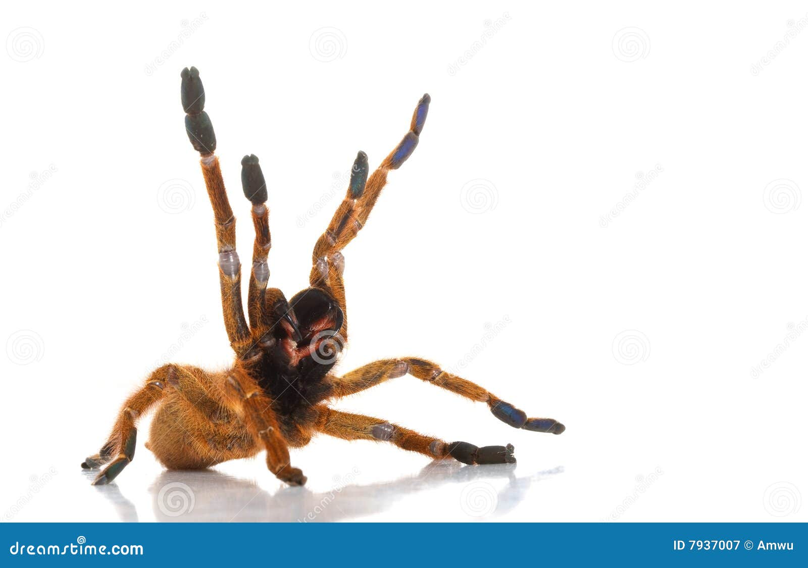 usambara orange baboon tarantula stock image image