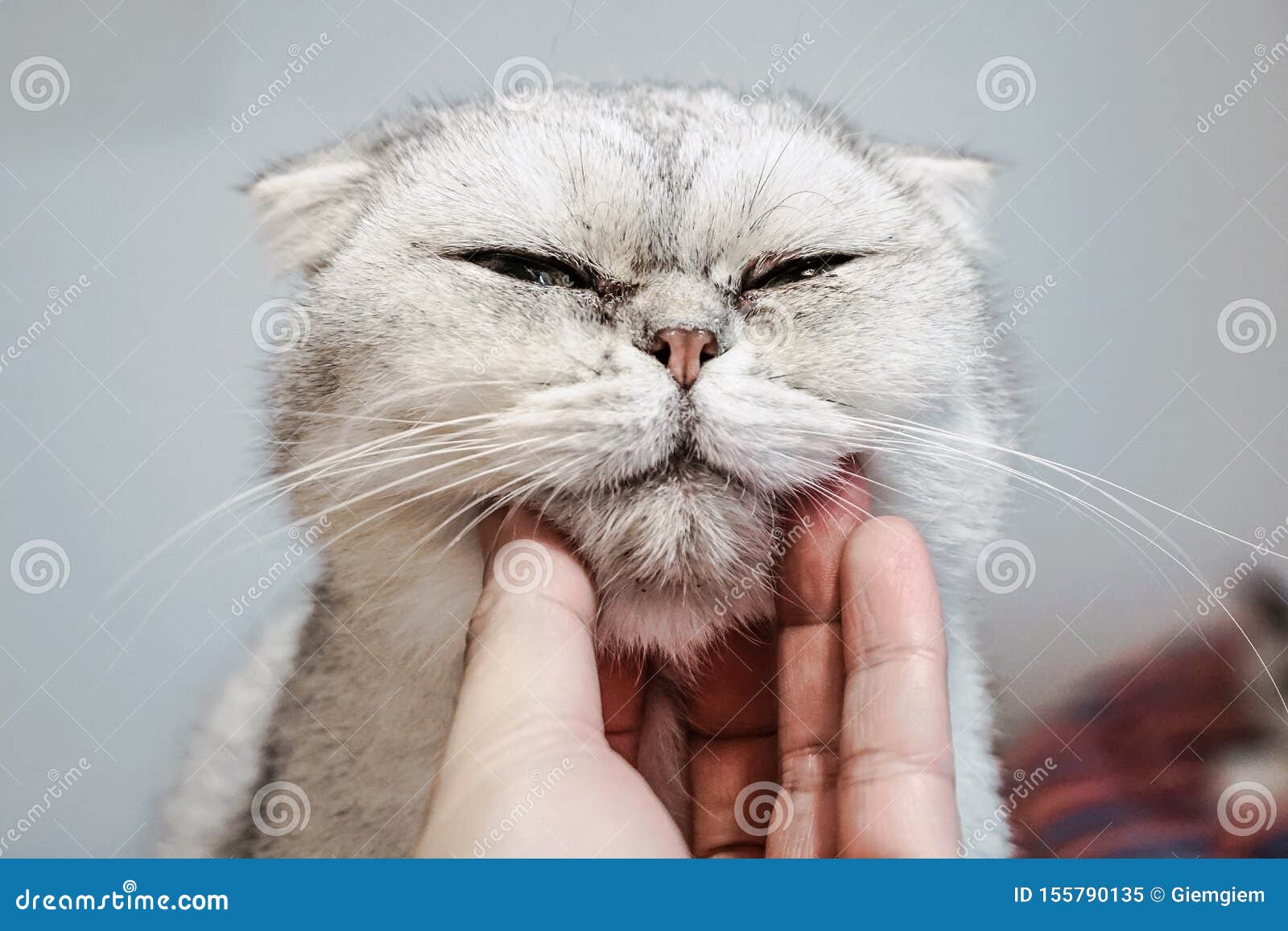 use hand stroking the exotic shorthair cat neck and make the happy cat spellbound and close eye
