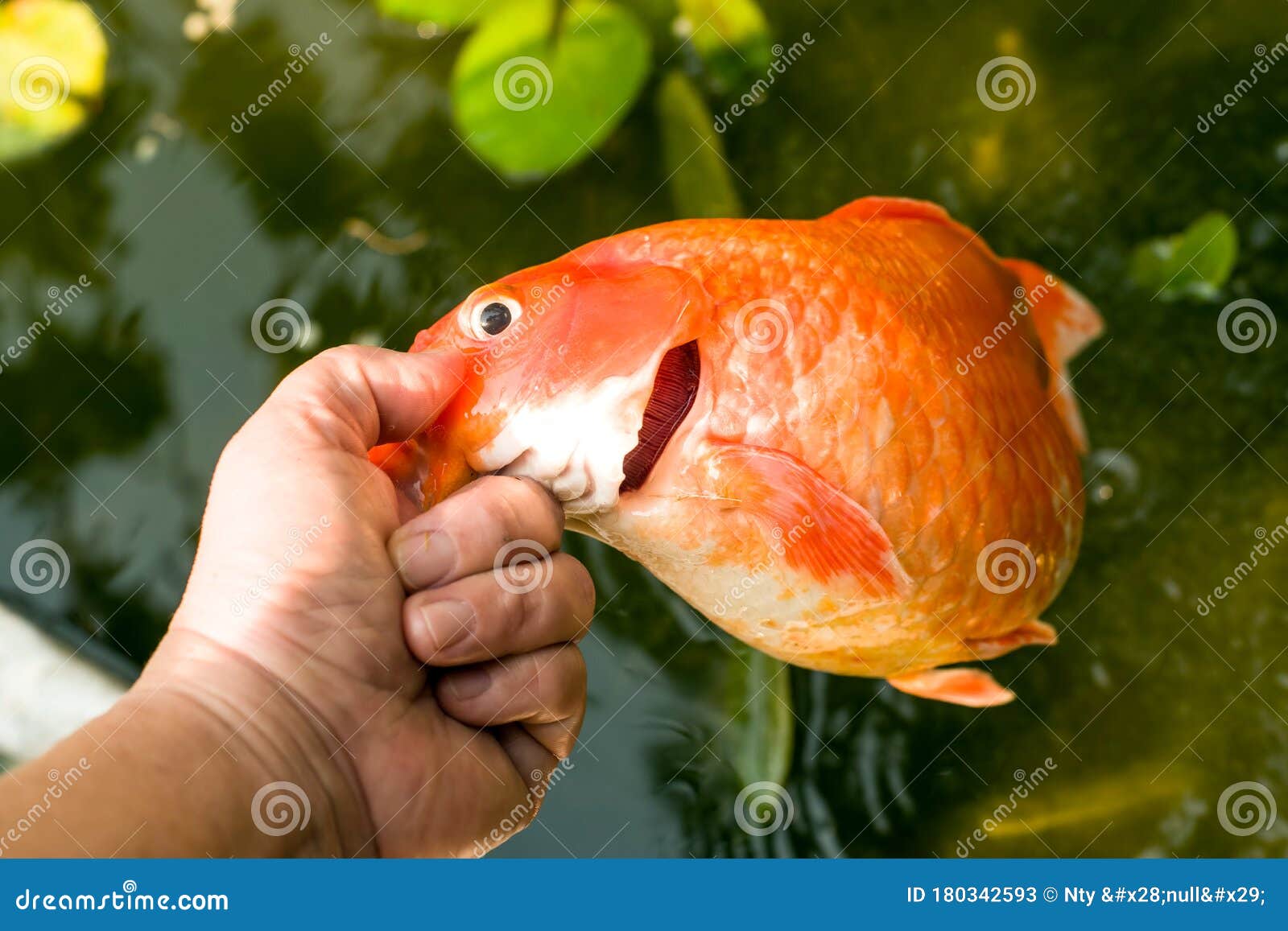 Dead goldfish stock image. Image of life, dangerous 180342593