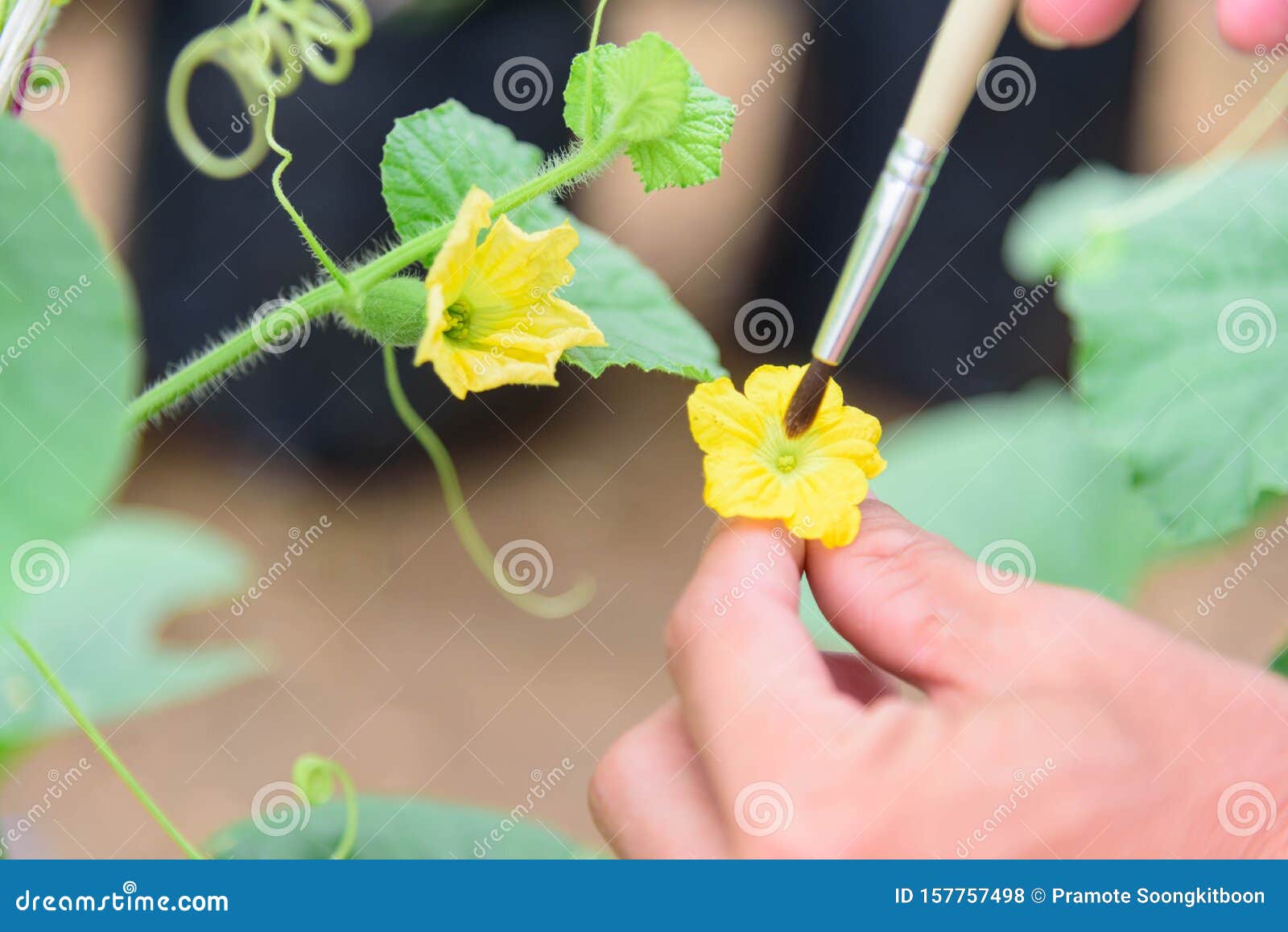 use paintbrush for pollinate of melon flower
