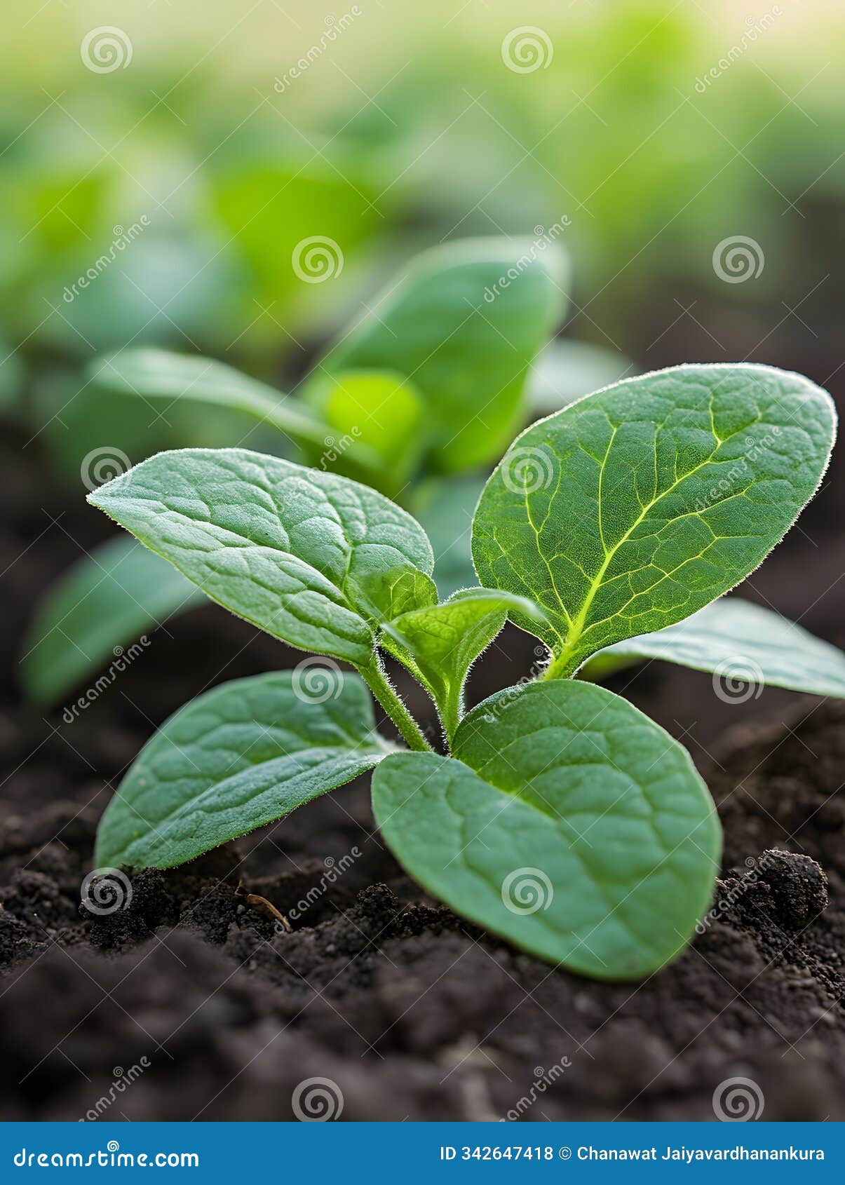 the use of technology and ai in cultivation helps increase efficiency by analyzing soil and water conditions, controlling growth,