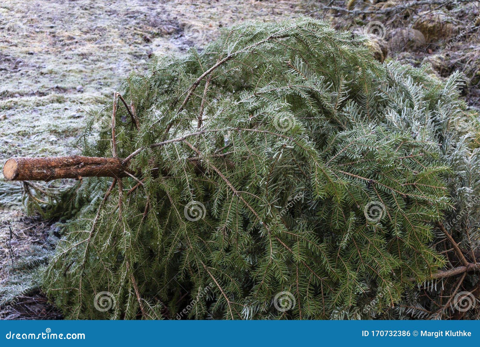 Used Christmas Tree is Outside in the Garden Stock Photo Image of