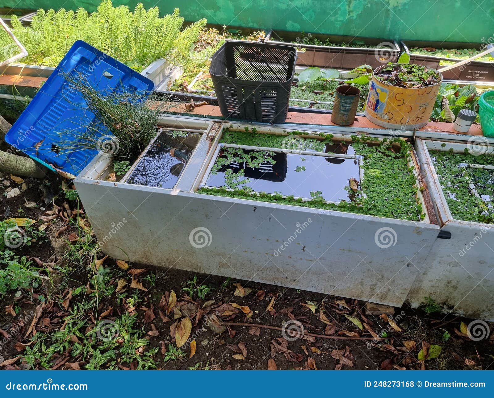Used Refrigerator Box Containing Ornamental Fish Stock Photo Image of