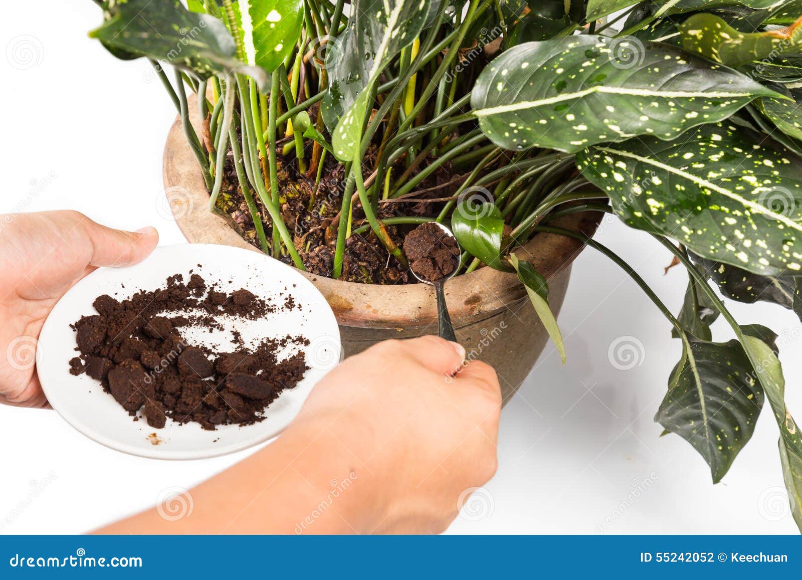 used or spent coffee grounds being used as natural plants fertilizer