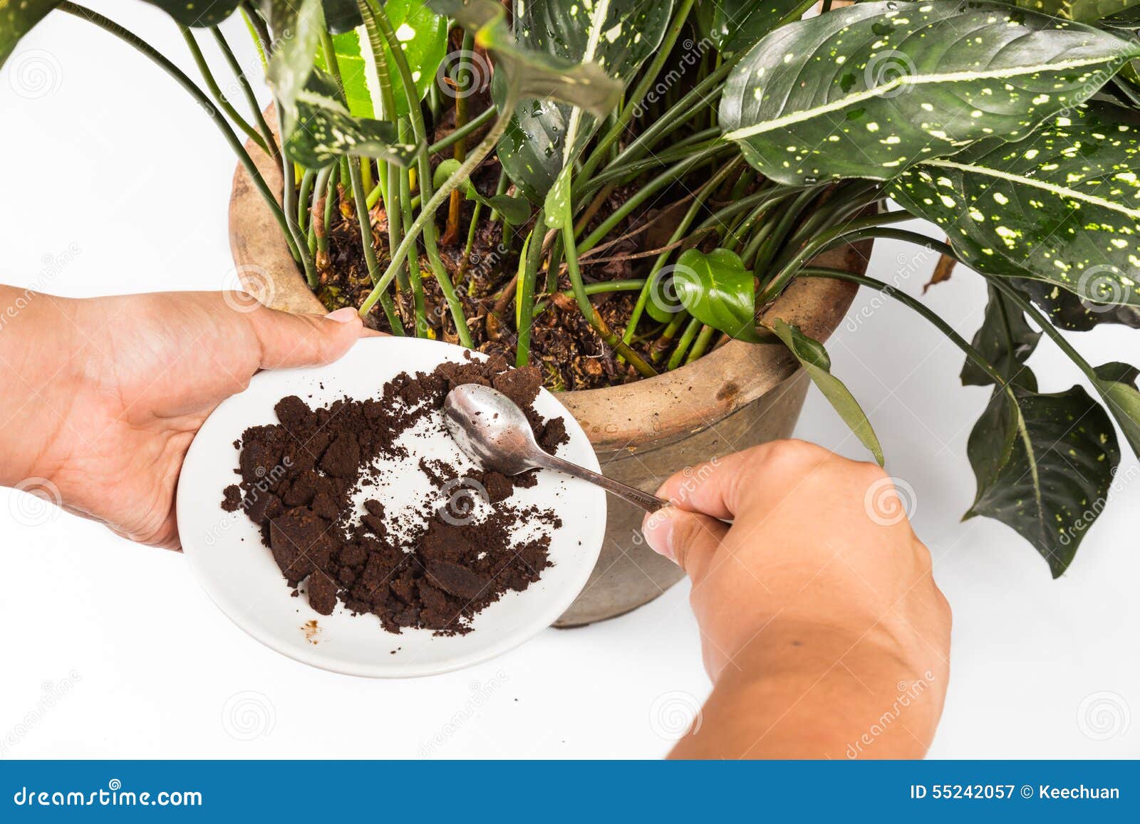 Used Or Spent Coffee Grounds Being Used As Natural Plants Fertilizer used-or-spent-coffee-grounds-being-used-as-natural-plants-fertilizer