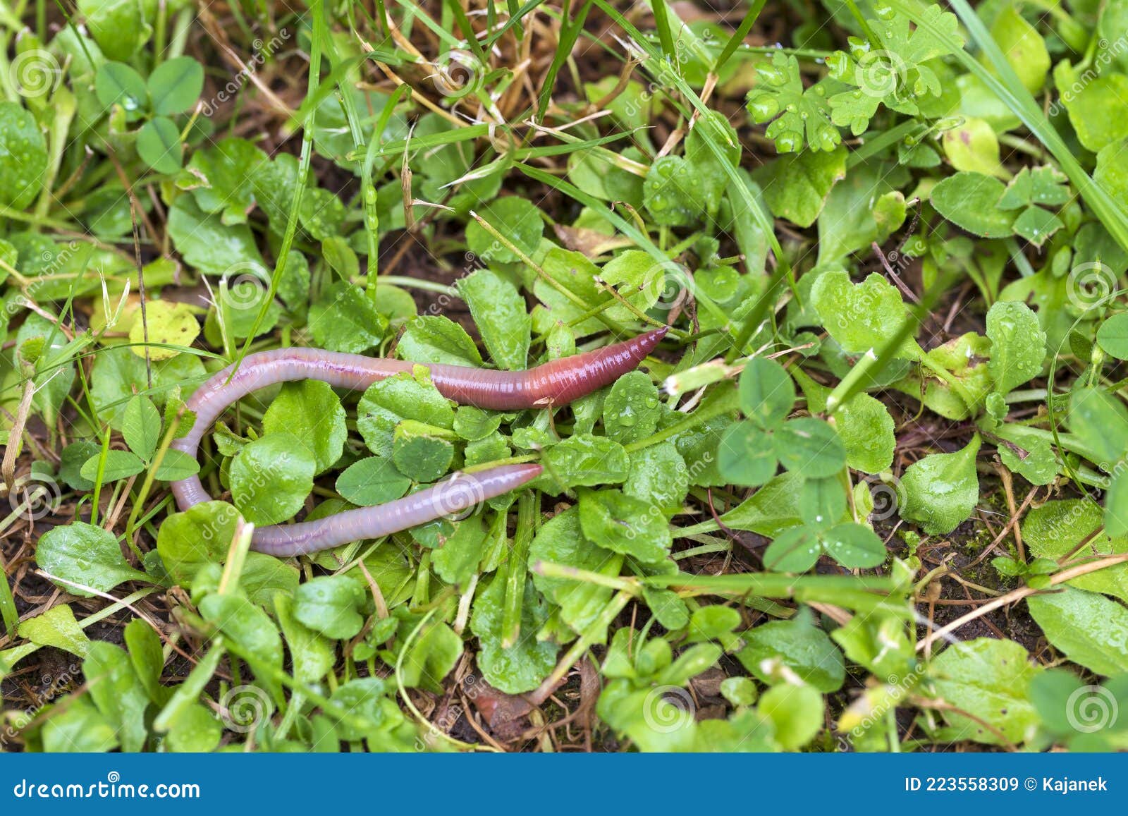Useful Earthworm in the Nature Stock Image Image of ground, animal